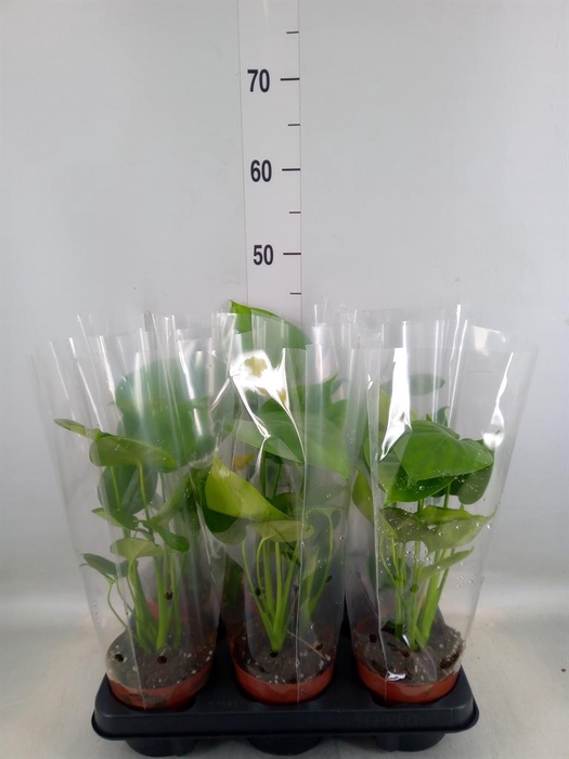 <h4>Monstera   ...</h4>