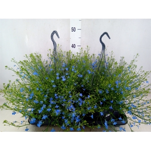 Lobelia erin. 'Compacta Blue'