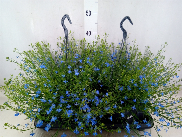 <h4>Lobelia erin. 'Compacta Blue'</h4>