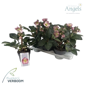 Helleborus Frostkiss Elemental