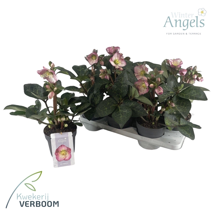 <h4>Helleborus Frostkiss Elemental</h4>