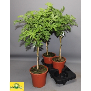 PEL GRAV LEMON TREE