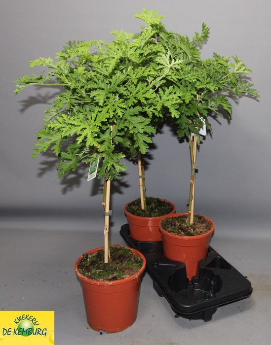 <h4>PEL GRAV LEMON TREE</h4>