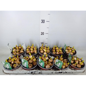 Muscari  'Magic White'