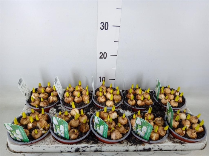 <h4>Muscari  'Magic White'</h4>