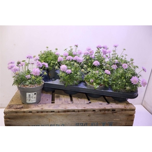 arr8 Scab Pink Diamonds