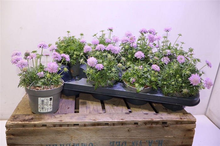 <h4>arr8 Scab Pink Diamonds</h4>