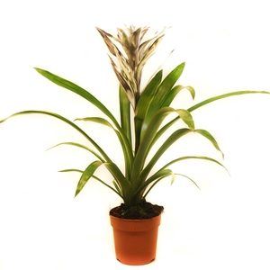 Guzmania Zilver