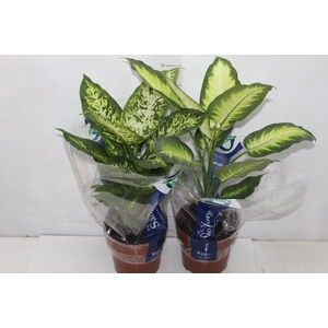 DIEFFENBACHIA VARIADO P17