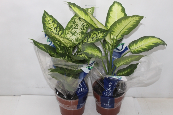 <h4>DIEFFENBACHIA VARIADO P17</h4>