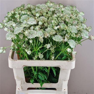 Astrantia Shaggy White X50