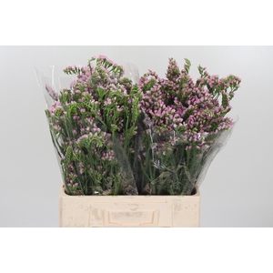 Lim S Lucia Pink