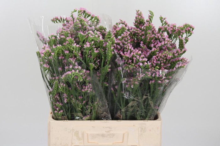 <h4>Lim S Lucia Pink</h4>