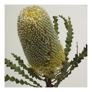 Banksia Speciosa
