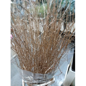 Betula L120 Mtlc Antique Gold + Gl