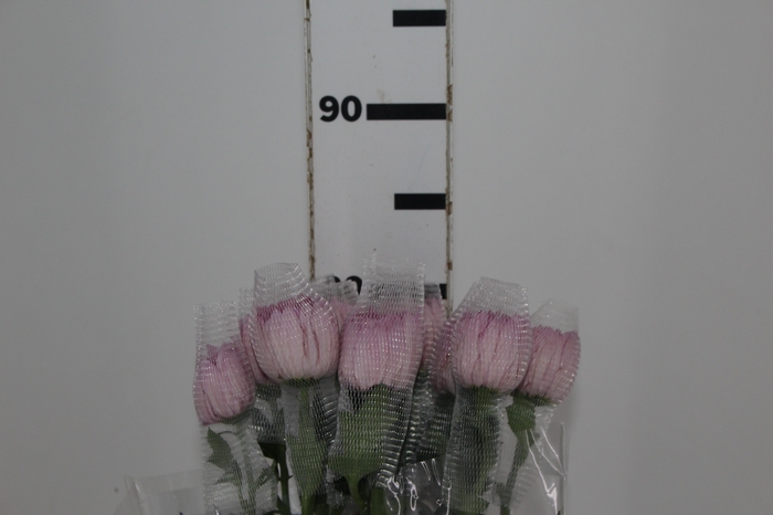 <h4>ANASTASIA BODA 080 CM</h4>