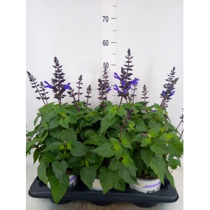Salvia  'Salgoon Lake Blueberry'