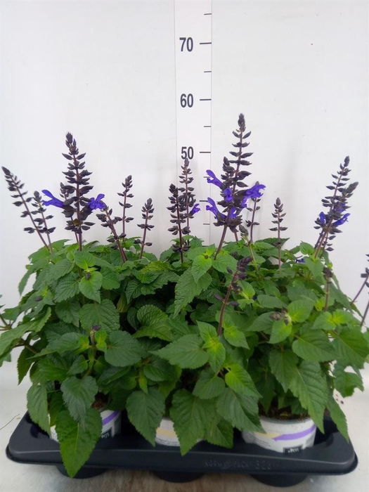 <h4>Salvia  'Salgoon Lake Blueberry'</h4>