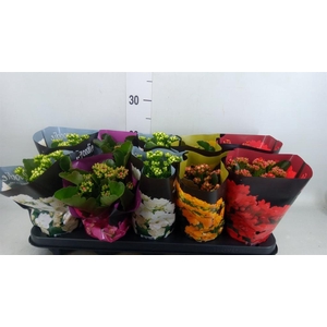KALANCHOE BLOS. 'PERFECTA'  ..MIX 5