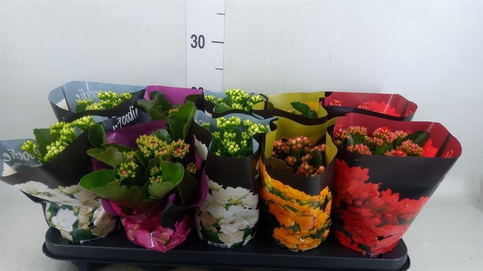 <h4>KALANCHOE BLOS. 'PERFECTA' ..MIX 5</h4>