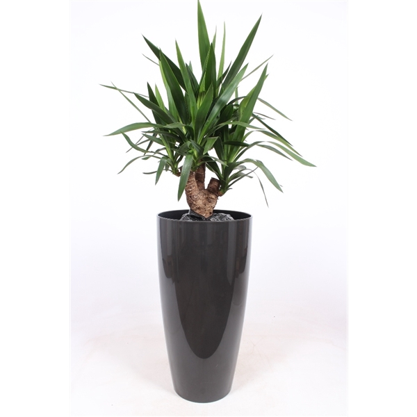 <h4>Yucca elephantipes in Santorini pot "antraciet"</h4>