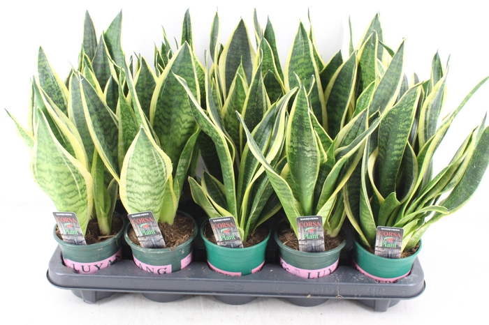 <h4>arr3 CP - Sansev superbia 410/10</h4>