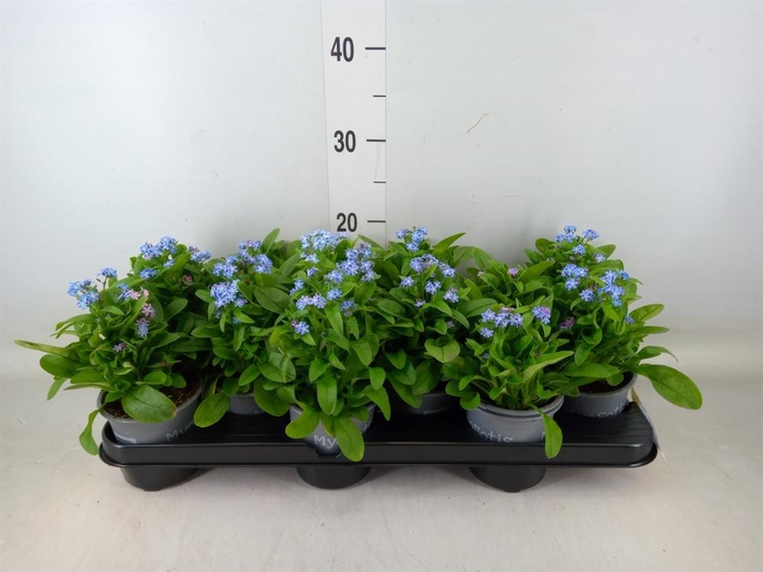 <h4>Myosotis sylv. 'Mon Amie'</h4>
