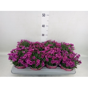 Dianthus  'Picture Perfect'