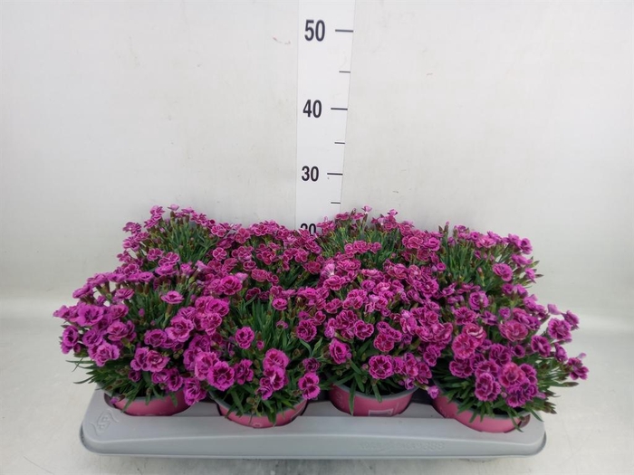 <h4>Dianthus  'Picture Perfect'</h4>