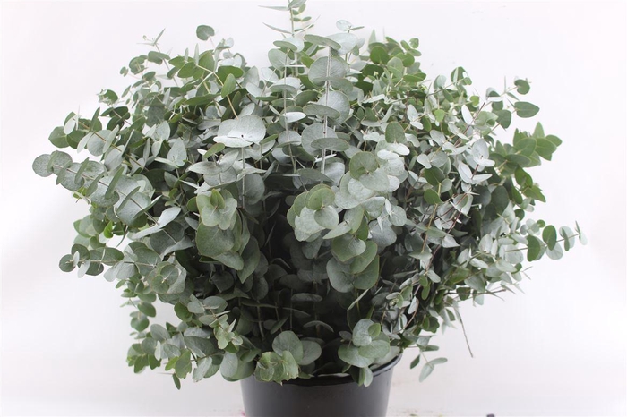 <h4>EUCALYPTUS 'CINEREA'</h4>
