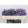 Aster Baby Blue