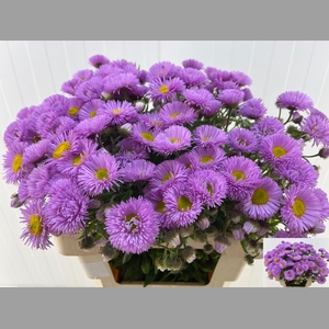 ERIGERON