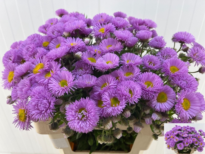 <h4>ERIGERON</h4>