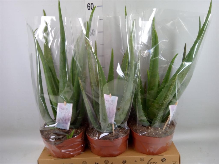 <h4>Aloe vera</h4>