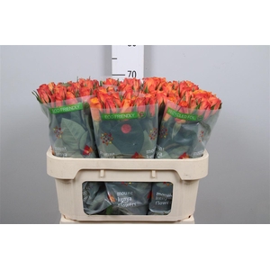 R Gr Confidential B1