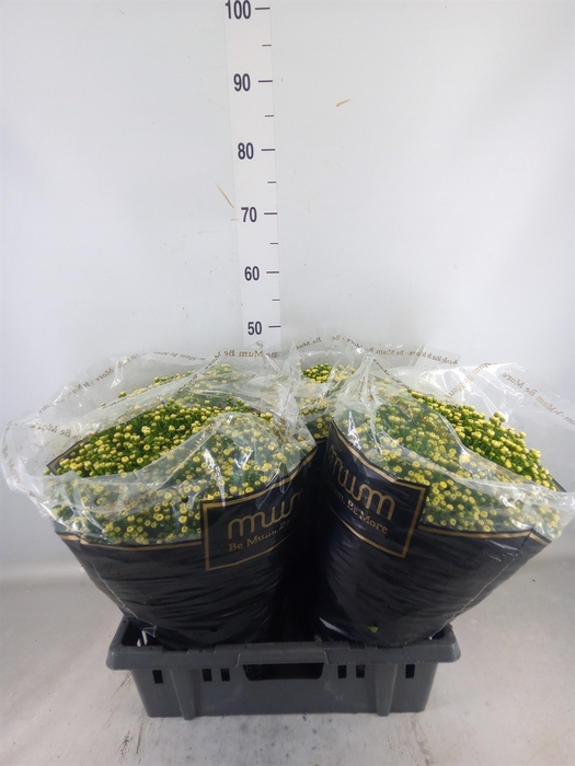 <h4>Chrysanthemum   ..</h4>
