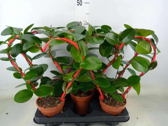 <h4>Hoya australis</h4>