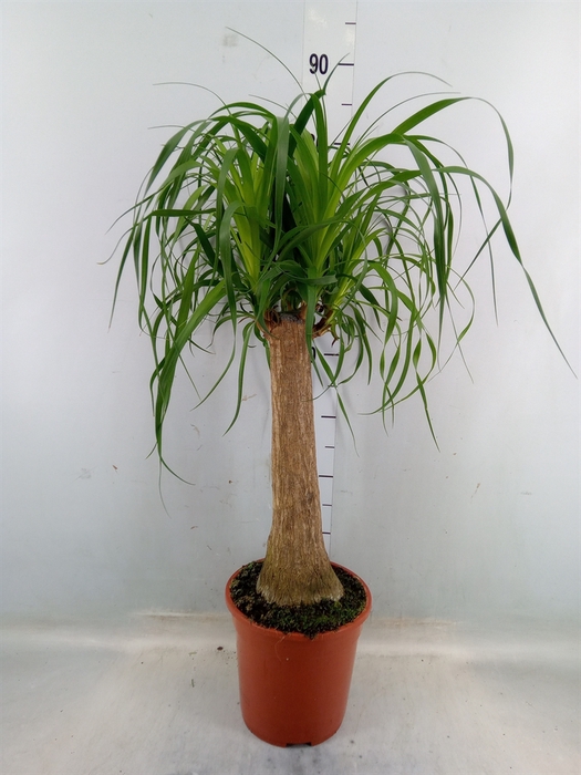 <h4>Beaucarnea recurvata</h4>