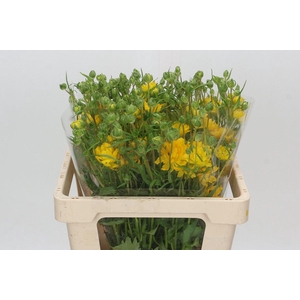 Ranunculus Natura Moderna Proxima