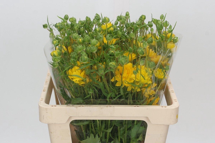 <h4>Ranunculus Natura Moderna Proxima</h4>