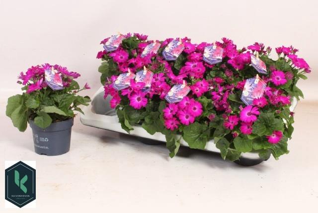 <h4>PERI C SEN MAG</h4>