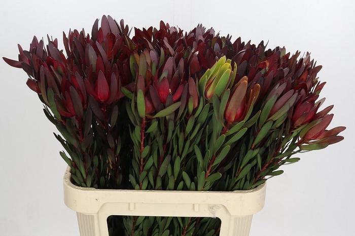 <h4>LEUCAD SAF SUNSET</h4>