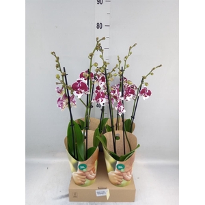 Phalaenopsis  'FC Untold Storie'