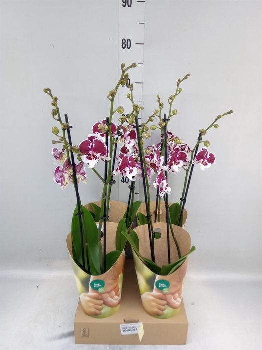 <h4>Phalaenopsis  'FC Untold Storie'</h4>