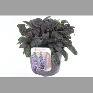 AJUGA REPT