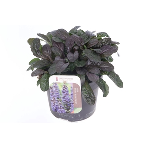 AJUGA REPT