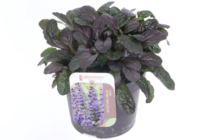 <h4>AJUGA REPT</h4>