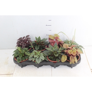 PEPEROMIA MINI C13 VARIADO