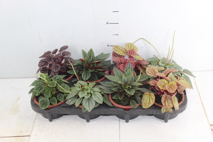 PEPEROMIA MINI C13 VARIADO