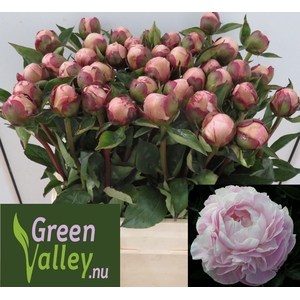 Paeonia Nick Shaylor